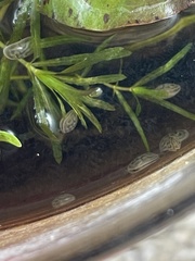 Chlamydotheca