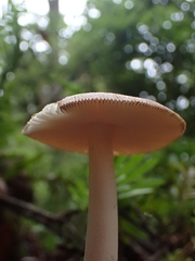 Amanita sororcula