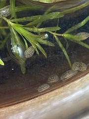 Chlamydotheca