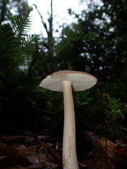 Amanita sororcula