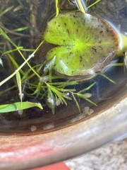 Chlamydotheca