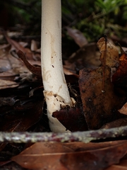 Amanita sororcula