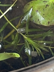 Chlamydotheca