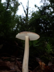 Amanita sororcula