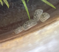 Chlamydotheca