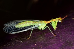 Zeugomantispa minuta