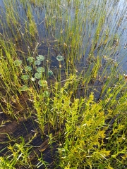 Schoenoplectus torreyi