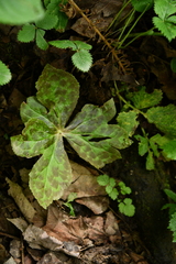 Podophyllum