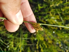 Schoenoplectus torreyi