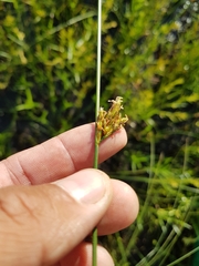 Schoenoplectus torreyi