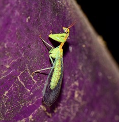 Zeugomantispa minuta