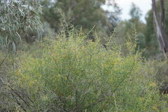 Chenopodium nitrariaceum