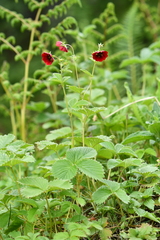 Potentilla atrosanguinea