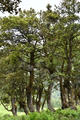 Quercus semecarpifolia