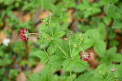 Potentilla atrosanguinea
