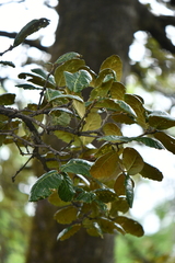 Quercus semecarpifolia