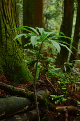 Arisaema erubescens