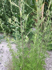 Artemisia lavandulifolia