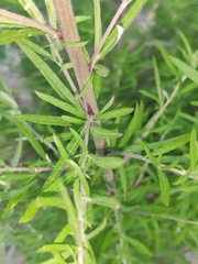 Artemisia lavandulifolia