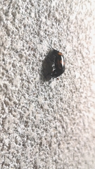 Nicrophorus mexicanus