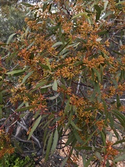 Eucalyptus oleosa oleosa