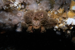 Rhinolithodes wosnessenskii