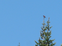 Leucosticte tephrocotis