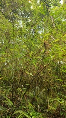 Fargesia wuliangshanensis