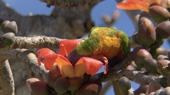 Trichoglossus moluccanus moluccanus