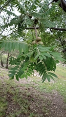 Cyrtocarpa procera