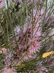 Hakea scoparia