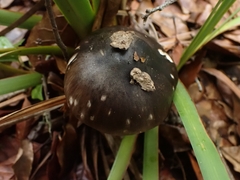 Amanita brunneolocularis