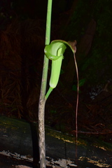 Arisaema erubescens