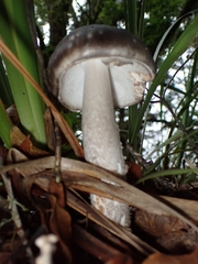 Amanita brunneolocularis
