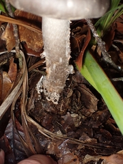 Amanita brunneolocularis