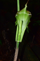 Arisaema erubescens