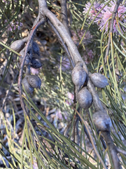 Hakea scoparia