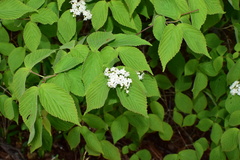 Viburnum erosum