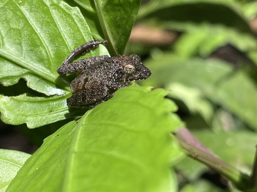 Kurixalus appendiculatus observed 2022-08-19
