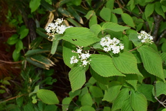 Viburnum erosum