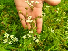 Sphallerocarpus gracilis