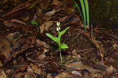Cephalanthera erecta