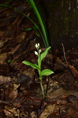 Cephalanthera erecta