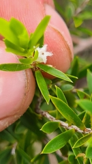 Styphelia leptospermoides
