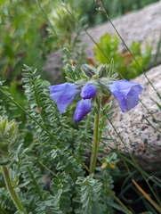 Polemonium confertum