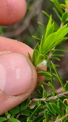 Styphelia leptospermoides