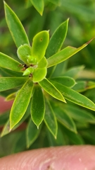 Styphelia leptospermoides