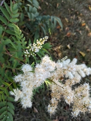 Sorbaria sorbifolia