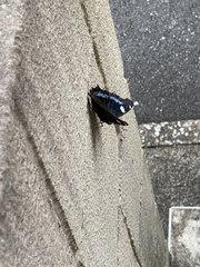 Kaniska canace nojaponicum