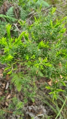 Styphelia leptospermoides